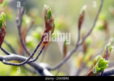 Buchenknospen mit ersten Blättern - Nahaufnahme eines Baumzweigs. Stockfoto