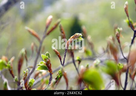 Frühlingsbuchenzweige - Äste mit frischem Laub, das aus den Knospen hervortritt. Stockfoto