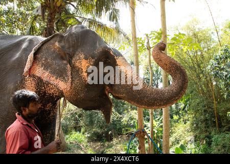 Sri Lanka 10. februar 2023. Der junge Mann aus Sri Lanka, der in hellen Sommerkleidern gekleidet ist, lächelt und steht neben einer hohen Palme auf einer Feldstraße neben seinem e Stockfoto