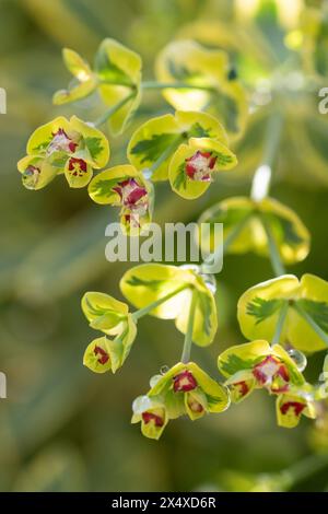 Nahaufnahme der kleinen, roten Blüten der blühenden Spurge, Euphorbia martininii. Stockfoto