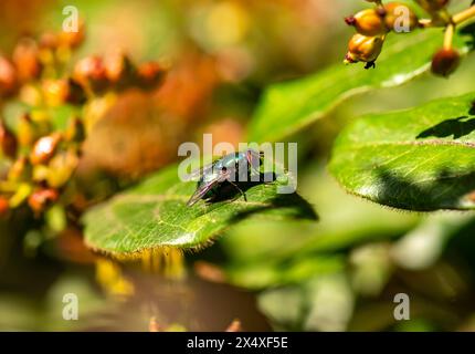 Calliphora vomitoria, bekannt als die blaue Flaschenfliege Stockfoto