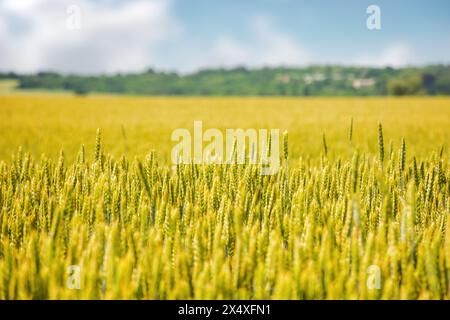 wheat field in slovakia. rural landscape in early summer Stockfoto