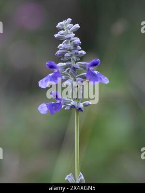 Salbei (salvia farinacea) Stockfoto