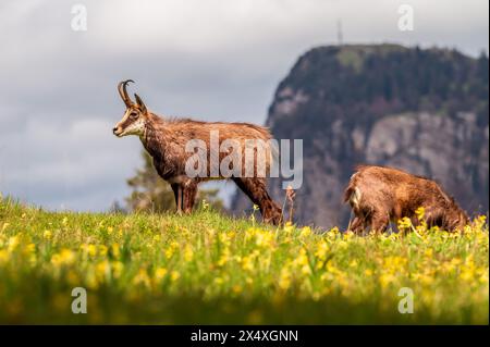 Gämsen stehen im Frühjahr auf der Wiese. Zwei Rupicapra rupicapra in der Schweiz. Stockfoto