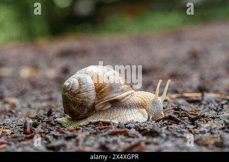 Die Schnecke, ein Landtier, kriecht mit ihrer Muschel langsam auf dem Boden im Schmutz und bewegt sich durch Boden und Grasflächen Stockfoto