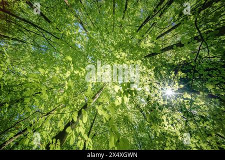 Beobachten Sie die Sonne, die durch die Äste von Bäumen in einem Laubwald blickt, umgeben von üppiger Bodendecke und hoch aufragenden Holzstämmen Stockfoto