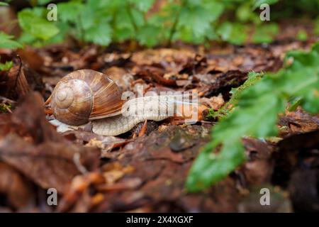 Eine Schnecke bahnt sich langsam ihren Weg durch die Blätter und das Gras auf dem Waldboden und fügt sich in das Holz und die natürliche Umgebung um sie herum ein Stockfoto