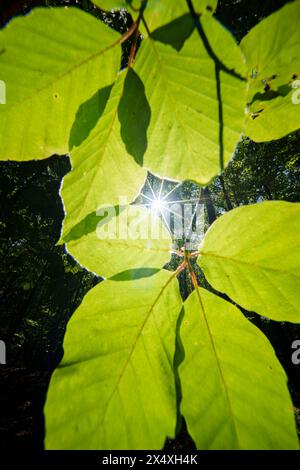 Das Sonnenlicht filtert durch das Laub eines Baumes im Wald und erzeugt wunderschöne Töne und Schattierungen, die einem Gemälde einer Landpflanze ähneln Stockfoto