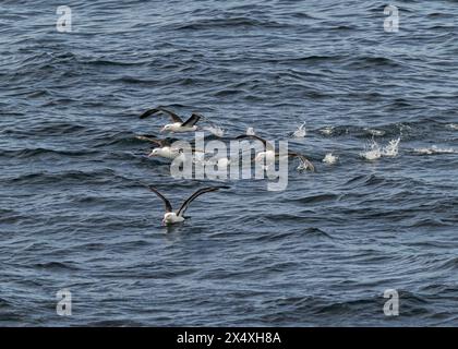 Albatross Schwarzbrauen (Thalassarche melanophris), vor Cape Horn, Drake Pasaage, Südpolarmeer. Stockfoto