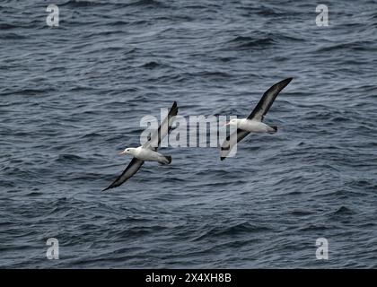 Albatross Schwarzbrauen (Thalassarche melanophris), vor Cape Horn, Drake Pasaage, Südpolarmeer. Stockfoto