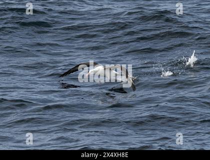 Albatross Schwarzbrauen (Thalassarche melanophris), vor Cape Horn, Drake Pasaage, Südpolarmeer. Stockfoto