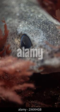 Nahaufnahme eines kleinen gefleckten Katzenhais (Scyliorhinus canicula) in Algen, Großbritannien Stockfoto