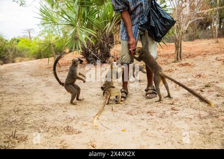 Braunlemur (Eulemur fulvus) mit orangen Augen. Bedrohtes endemisches Tier auf Baumstämmen in natürlichem Lebensraum, Reserve Kimony, Madagaskar. Lemorenherde Stockfoto