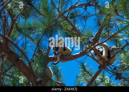 Sifaka am Baum. Madagaskar endemische Tierwelt. Afrika Natur. Coquerel-Sifaka, Propithecus coquereli, Ankarafantsika NP. Ansicht von unten gegen das Blau Stockfoto