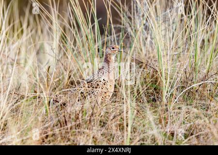 Weiblicher Fasan (Phasianus colchicus) in den Dünen von Juist, Ostfriesische Inseln, Deutschland, im Frühjahr. Stockfoto