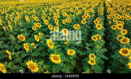 Blühendes Sonnenblumenfeld. Luftaufnahme der Landwirtschaft in Polen. Stockfoto
