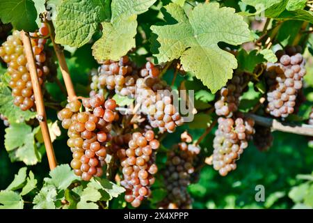 Reife Bio-Pinot-Gris-Trauben auf der Weinrebe, die im Herbst erntet werden können, im Okanagan Valley, British Columbia. Stockfoto