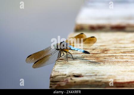 Eine männliche blaue Dahher-Libelle sitzt leicht auf einem hölzernen Pier neben einem See. Stockfoto