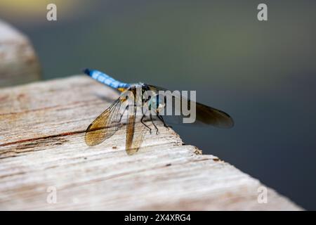 Eine männliche blaue Dahher-Libelle sitzt leicht auf einem hölzernen Pier neben einem See. Stockfoto