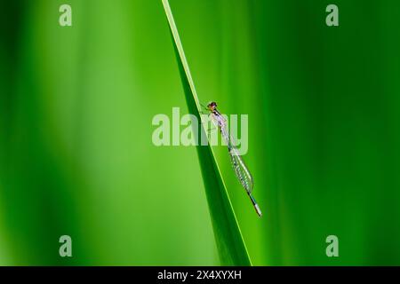 Eine männliche blaue Damselfliege sitzt leicht auf einem Rohr. Stockfoto