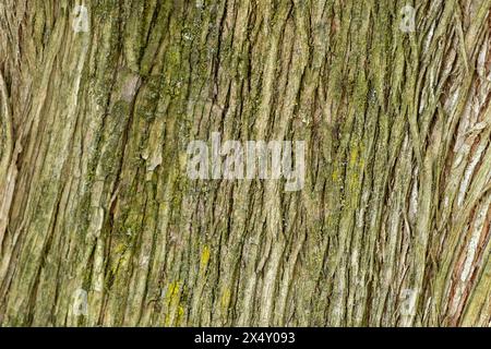 Geprägte Textur der braunen Rinde eines Baumes mit grünem Moos und Flechten darauf. Ausgedehntes Rundpanorama der Rinde einer Eiche Stockfoto