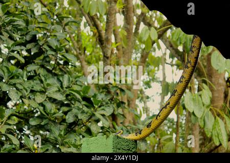 Schlange Spilotes Pullatus, eine Schlange aus der Familie Colubridae, bekannt als Caninana Snake. Farbe Gelb und Schwarz. Vom Dach eines Hauses heruntergekommen. Stockfoto