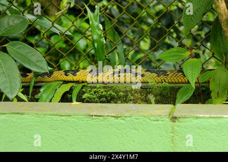 Schlange Spilotes Pullatus, eine Schlange aus der Familie Colubridae, bekannt als Caninana Snake. Farbe Gelb und Schwarz. Ansicht des Körpers an einer Wand. Stockfoto