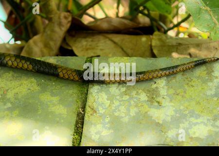 Schlange Spilotes Pullatus, eine Schlange aus der Familie Colubridae, bekannt als Caninana Snake. Farbe Gelb und Schwarz. Nahaufnahme von Körper, Schwanz und Waage. Stockfoto