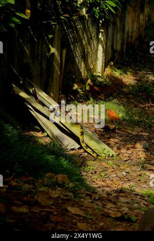 Schlange Spilotes Pullatus, eine Schlange aus der Familie Colubridae, bekannt als Caninana Snake. Farbe Gelb und Schwarz. Kribbeln zwischen Dachziegeln. Stockfoto