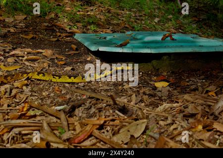 Schlange Spilotes Pullatus, eine Schlange aus der Familie Colubridae, bekannt als Caninana Snake. Farbe Gelb und Schwarz. Kriechen auf dem Boden der Erde und Blätter Stockfoto