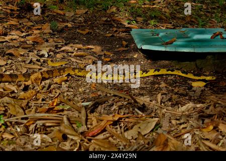 Schlange Spilotes Pullatus, eine Schlange aus der Familie Colubridae, bekannt als Caninana Snake. Farbe Gelb und Schwarz. Kriechen auf dem Boden der Erde und Blätter Stockfoto