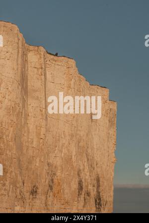 Birling Gap, Eastbourne, East Sussex, Großbritannien. Mai 2024. Ein herrlicher später Nachmittag und Abend an der Südküste, nicht ganz so viele Besucher wie gestern, aber einige waren wieder ganz nah am Rand und eine Dame, die auf der zerbrechlichen Hinterschneide saß. Dieses Bild mit Weitwinkelobjektiv gibt einen Hinweis auf die Höhe, ca. 200 m, während sie sich nähert und die nächste Sequenz mit längerem Objektiv zeigt Beine über der Kante. Die Kreidefelsen entlang dieser Küste sind zerbrechlich und unterschnitten mit häufigen Wasserfällen. Die Warnschilder scheinen unzureichend zu sein und ein Sicherheitsseil vom Beachy Head zum Leuchtturm Belle Tout geht nicht weiter bis BI Stockfoto