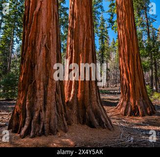 RIESENMAMMUTBÄUME MARIPOSA GROVE YOSEMITE NATIONAL PARK CALIFORNIA USA Stockfoto