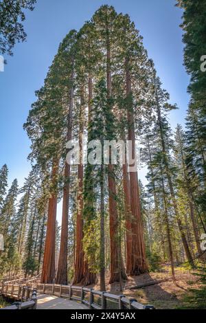 RIESENMAMMUTBÄUME MARIPOSA GROVE YOSEMITE NATIONAL PARK CALIFORNIA USA Stockfoto