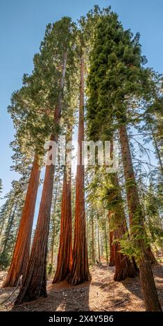 RIESENMAMMUTBÄUME MARIPOSA GROVE YOSEMITE NATIONAL PARK CALIFORNIA USA Stockfoto