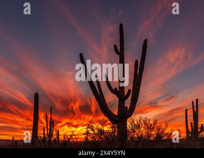 Ein Sonnenuntergang im September bezaubert den Himmel über dem Saguaro-Nationalpark West, der Sonora-Wüste, Tucson, Arizona, USA. (FOTO: Norma Jean Gargasz) Stockfoto