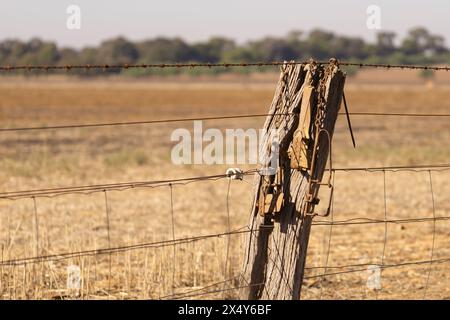 Rostige Kaninchenfallen hängen an einem hölzernen Zaunpfosten am Rande eines Feldes. Stockfoto