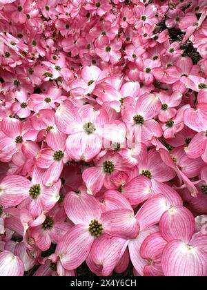Wunderschöne rosa Blumen auf einem Hartholzbaum. Stockfoto