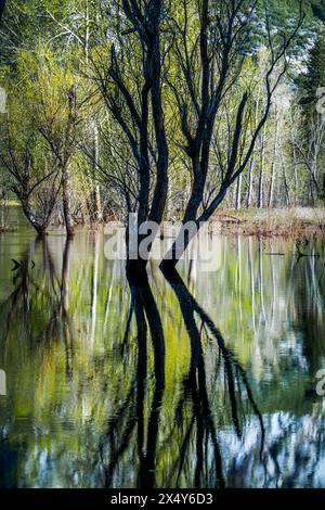 BÄUME MERCED RIVER SCHWINGENDE BRÜCKE YOSEMITE NATIONAL PARK CALIFORNIA USA Stockfoto