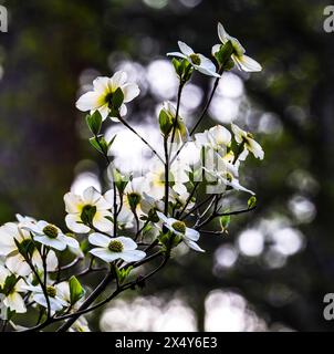 DOGWOOD HOUSEKEEPING CAMP YOSEMITE NATIONAL PARK KALIFORNIEN USA Stockfoto