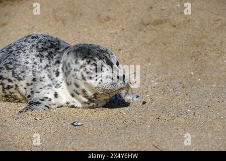 Robbenjunges am Three Mile Beach, Santa Cruz, Kalifornien, USA Stockfoto
