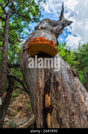 Hühnchenpilz, Laetiporus sulphureus, Schwefelschelfeige, Waldhühner oder Hühnchenpilz, wächst im September auf einem Baum im Gardner Canyon, C Stockfoto