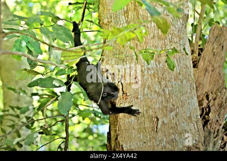 Ein Haubenmakaken (Macaca nigra) jagt auf einem Baum im Tangkoko-Wald, Nord-Sulawesi, Indonesien. Der Klimawandel ist einer der wichtigsten Faktoren, die die biologische Vielfalt weltweit mit alarmierender Geschwindigkeit beeinflussen, so ein Team von Wissenschaftlern unter der Leitung von Antonio acini Vasquez-Aguilar in ihrem Artikel vom März 2024 über environ Monit Assessment. Die International Union for Conservation of Nature (IUCN) sagt auch, dass steigende Temperaturen zu ökologischen, verhaltensbezogenen und physiologischen Veränderungen der Tierarten und der Artenvielfalt geführt haben. Derzeit haben etwa ein Viertel der Primaten Temperaturen über... Stockfoto