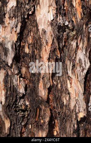 Textur der Dahurischen Lärchenrinde Nahaufnahme. Abstrakter Hintergrund. Natürliches Muster. Stockfoto