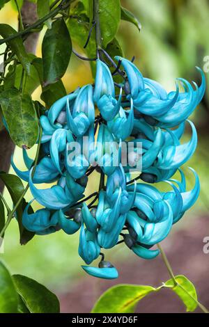 Blaue Jadepflanze hängt an einem Baum auf Maui. Stockfoto