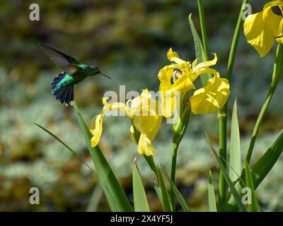 Glitzernder bauchiger Smaragd (Chlorostilbon lucidus) fliegt in Richtung gelber Lilien, gesehen in Buenos Aires Stockfoto