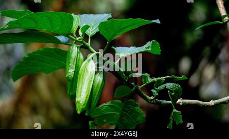 Brugmansia arborea (Brugmansia suaveolens) in der Natur. Brugmansia arborea ist ein immergrüner Sträucher oder kleiner Baum, der bis zu 7 Meter hoch ist. Stockfoto