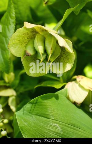 Helleborus blüht an einem Frühlingstag in den Hermannshofgärten in Weinheim. Stockfoto