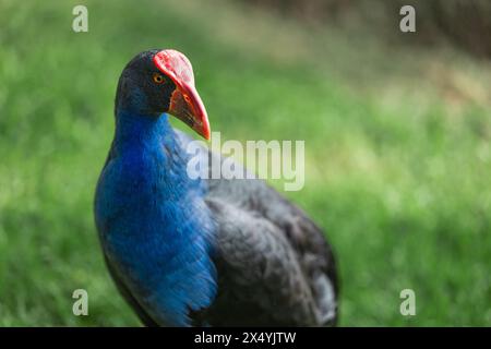 Nahaufnahme eines Pukeko im Park Stockfoto