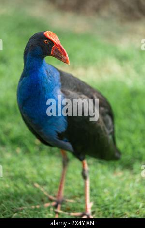 Porträt eines Pukeko im Park Stockfoto